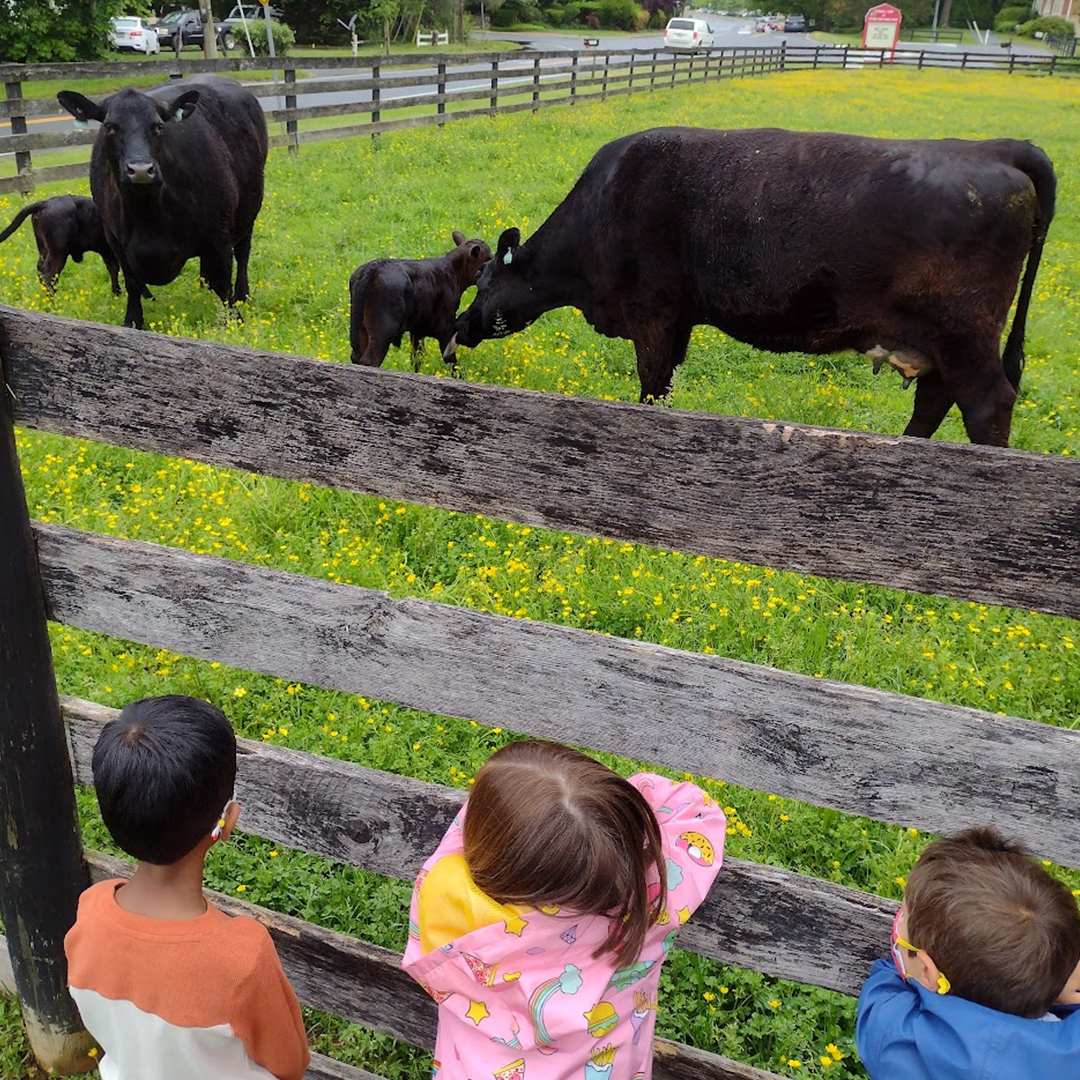 Three children watching a cow in the field