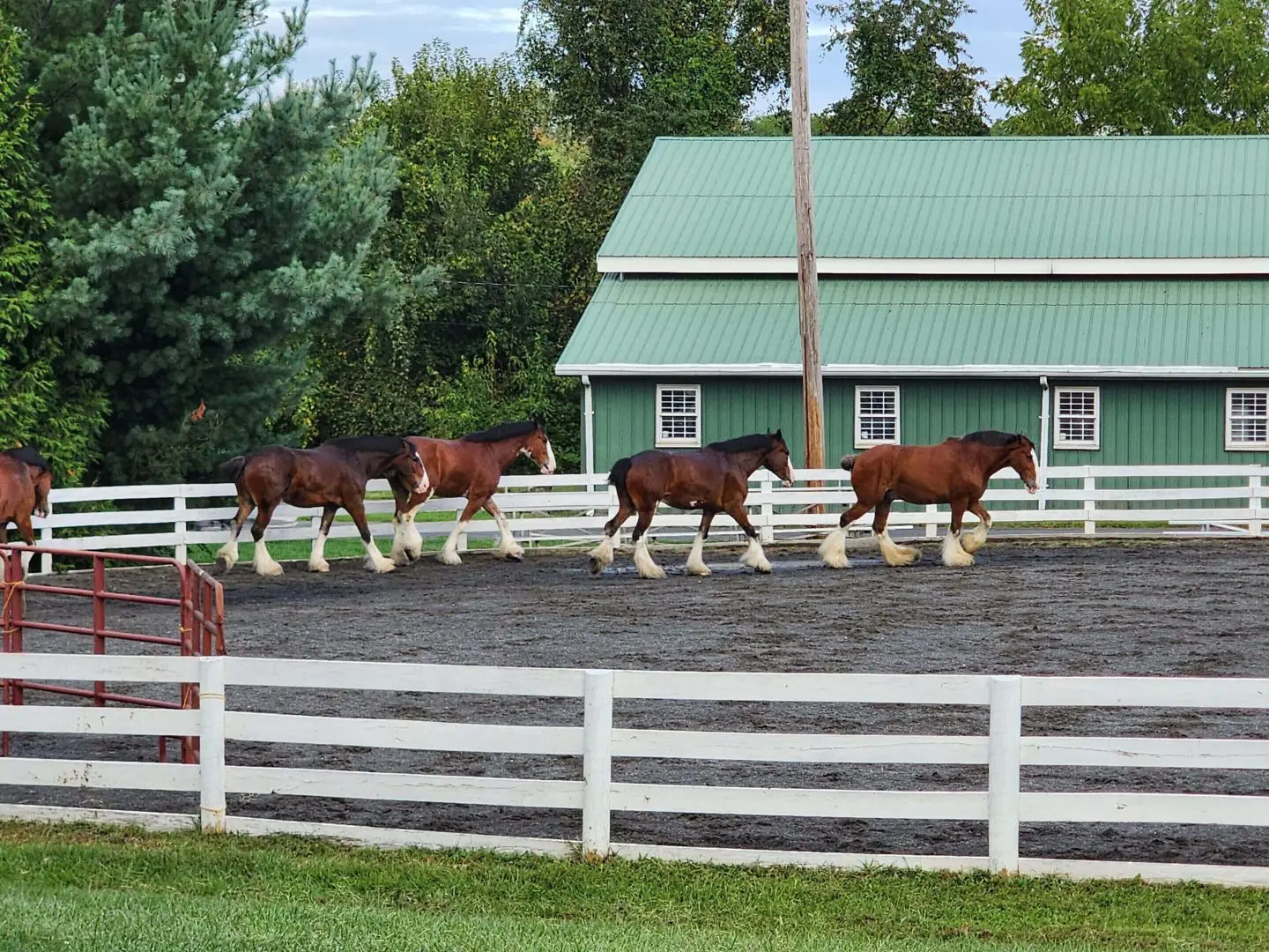 Clydesdale horses in an arena.